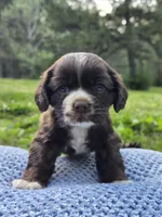 Brownie, a male Cocker Spaniel for sale in Hanceville, AL – Photo 2 of 5