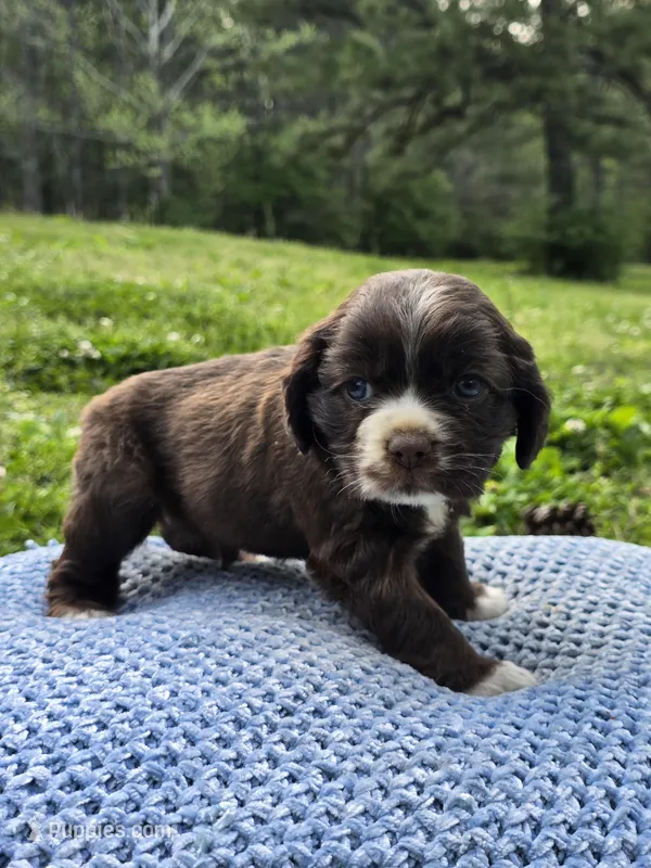 Brownie – Cocker Spaniel puppy for sale in Hanceville, AL