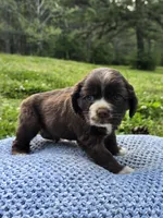 Brownie, a male Cocker Spaniel for sale in Hanceville, AL – Photo 1 of 5