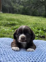 Brownie, a male Cocker Spaniel for sale in Hanceville, AL – Photo 3 of 5