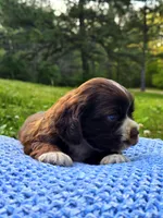 Brownie, a male Cocker Spaniel for sale in Hanceville, AL – 4 of 5