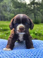 Brownie, a male Cocker Spaniel for sale in Hanceville, AL – 3 of 5