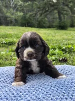 Brownie, a male Cocker Spaniel for sale in Hanceville, AL – Photo 5 of 5