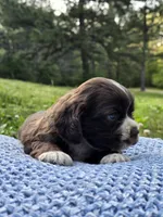 Brownie, a male Cocker Spaniel for sale in Hanceville, AL – Photo 4 of 5
