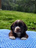 Brownie, a male Cocker Spaniel for sale in Hanceville, AL – 2 of 5