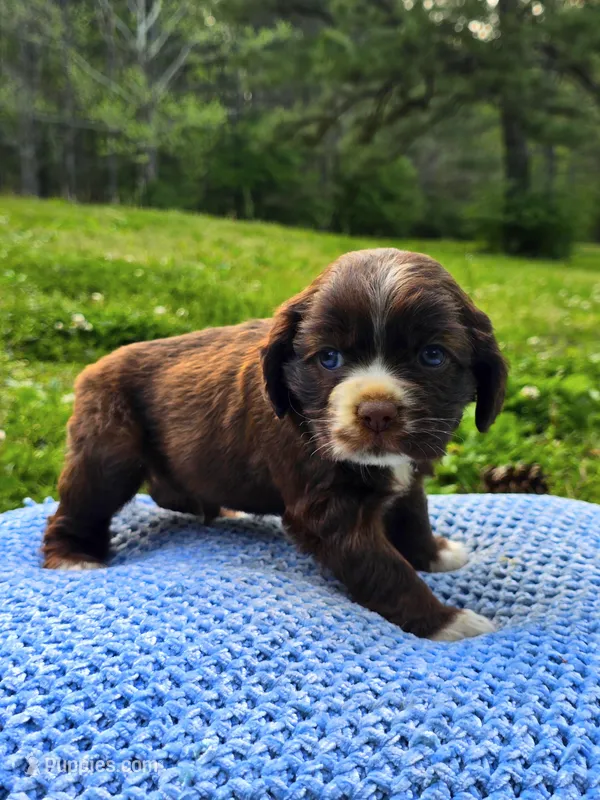 Brownie – Cocker Spaniel puppy for sale in Hanceville, AL