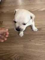 Locky, a male French Bulldog for sale in Gravette, AR – Photo 1 of 2