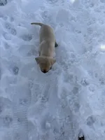 Locky, a male French Bulldog for sale in Gravette, AR – Photo 2 of 2