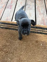 Benji, a male French Bulldog for sale in Gravette, AR – Photo 3 of 4