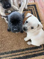 Benji, a male French Bulldog for sale in Gravette, AR – Photo 4 of 4