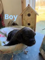 Benji, a male French Bulldog for sale in Gravette, AR – Photo 1 of 4