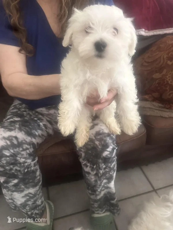 Baby – Maltese puppy for sale in Burleson, TX