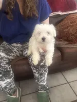 Baby, a male Maltese for sale in Burleson, TX – Photo 2 of 3