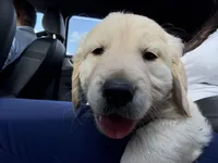 Bear, a male Golden Retriever for sale in Davie, FL – Photo 2 of 2