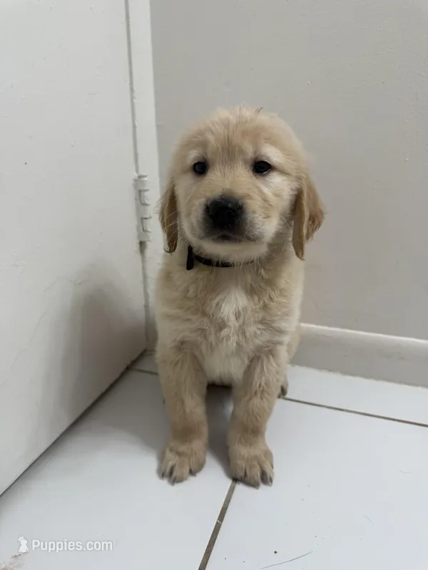 Bear – Golden Retriever puppy for sale in Davie, FL