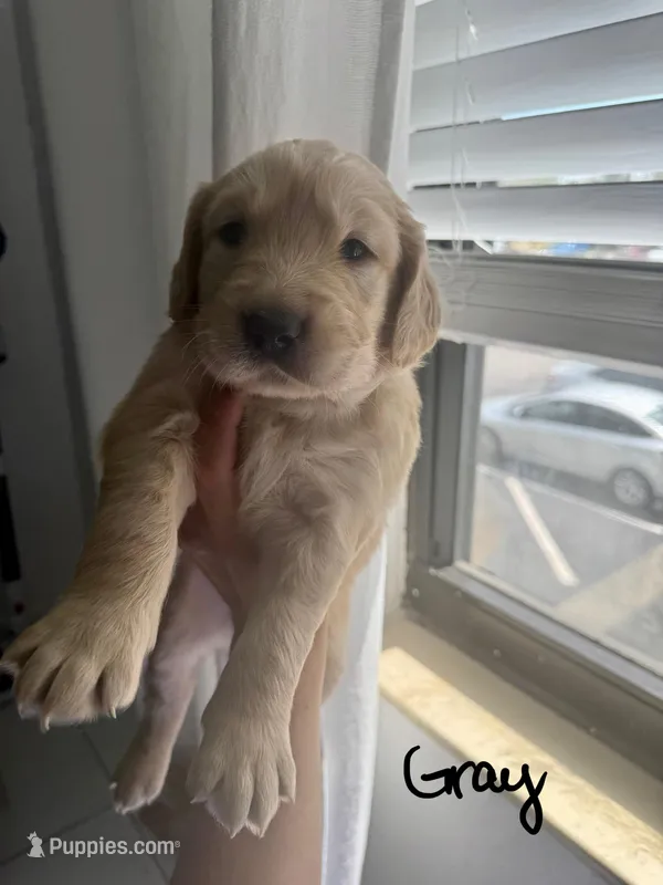 Gray – Golden Retriever puppy for sale in Davie, FL