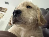 Bear , a male Golden Retriever for sale in Davie, FL – Photo 2 of 5