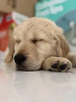 Bear , a male Golden Retriever for sale in Davie, FL – Photo 4 of 5