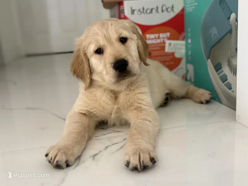 Bear  – Golden Retriever puppy for sale in Davie, FL
