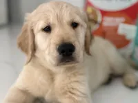 Bear , a male Golden Retriever for sale in Davie, FL – Photo 3 of 5