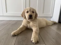 Bear , a male Golden Retriever for sale in Davie, FL – Photo 5 of 5