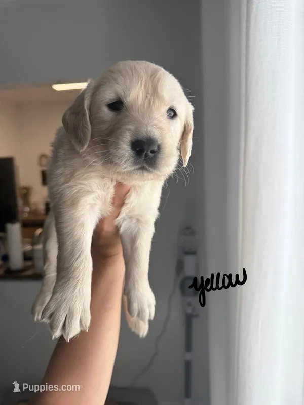 Lily – Golden Retriever puppy for sale in Davie, FL