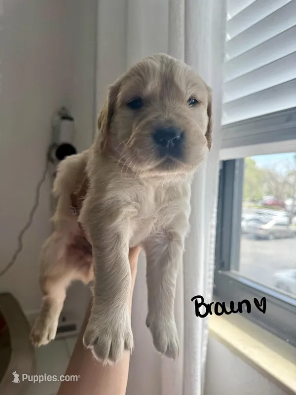 Coco – Golden Retriever puppy for sale in Davie, FL