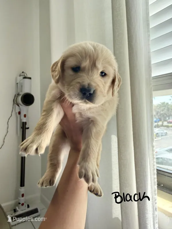 Cole – Golden Retriever puppy for sale in Davie, FL