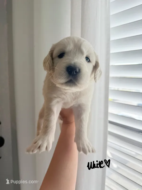 Blanca – Golden Retriever puppy for sale in Davie, FL