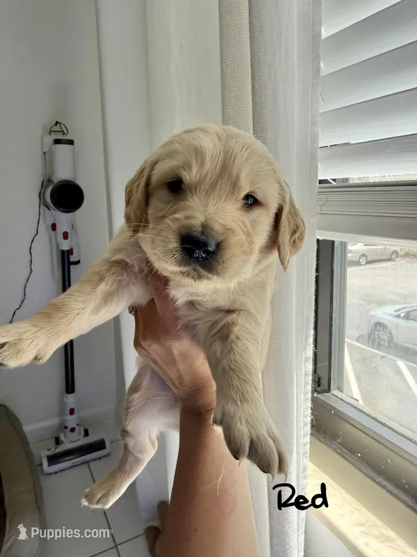 Furry – Golden Retriever puppy for sale in Davie, FL