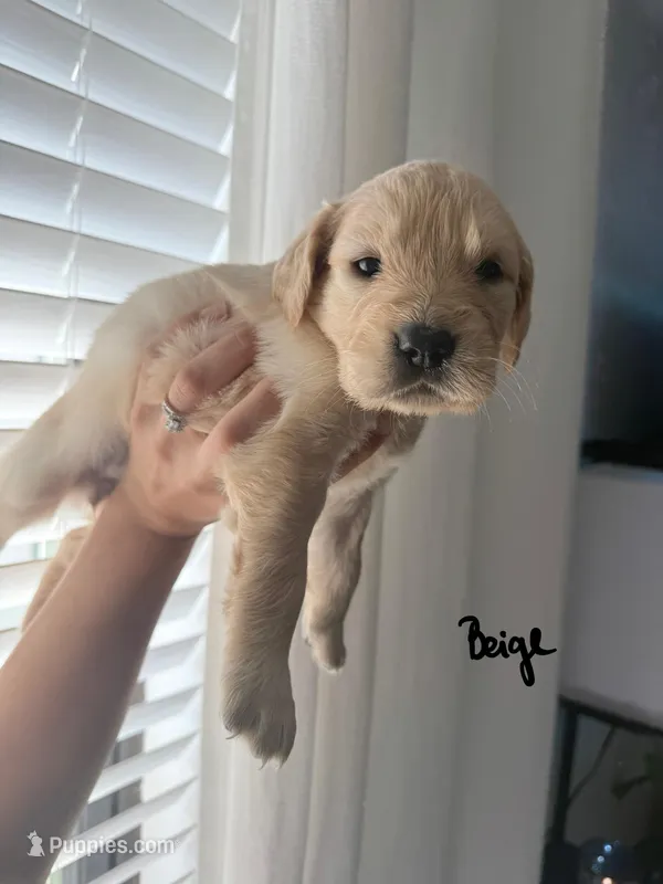 Beige – Golden Retriever puppy for sale in Davie, FL