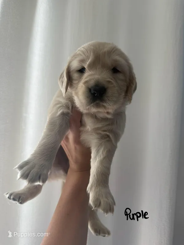 Lila – Golden Retriever puppy for sale in Davie, FL