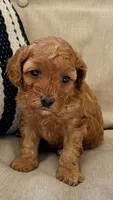 Charlotte, a female Miniature Goldendoodle for sale in Ephrata, PA – 2 of 3