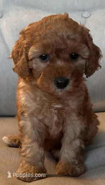 Charlotte – Miniature Goldendoodle puppy for sale in Ephrata, PA