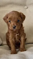 Remi, a female Miniature Goldendoodle for sale in Ephrata, PA – 2 of 3