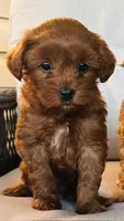 Remi, a female Miniature Goldendoodle for sale in Ephrata, PA – 1 of 3