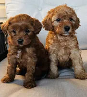 Remi, a female Miniature Goldendoodle for sale in Ephrata, PA – 3 of 3