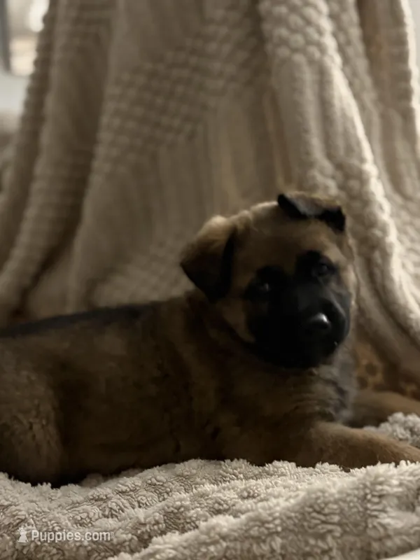 Black, a female Belgian Malinois and German Shepherd Dog for sale in Florissant, CO – Photo 1 of 8