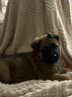 Black, a female Belgian Malinois and German Shepherd Dog for sale in Florissant, CO – Photo 1 of 8