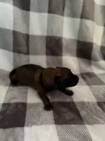 Black, a female Belgian Malinois and German Shepherd Dog for sale in Florissant, CO – Photo 2 of 8