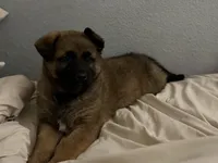 Black, a female Belgian Malinois and German Shepherd Dog for sale in Florissant, CO – Photo 5 of 8