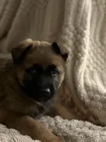 Black, a female Belgian Malinois and German Shepherd Dog for sale in Florissant, CO – Photo 4 of 8