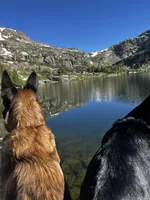 Black, a female Belgian Malinois and German Shepherd Dog for sale in Florissant, CO – Photo 7 of 8