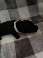 White, a male Belgian Malinois and German Shepherd Dog for sale in Florissant, CO – Photo 7 of 10