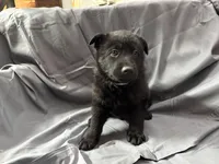 White, a male Belgian Malinois and German Shepherd Dog for sale in Florissant, CO – Photo 3 of 10