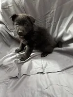 White, a male Belgian Malinois and German Shepherd Dog for sale in Florissant, CO – Photo 5 of 10