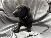 White, a male Belgian Malinois and German Shepherd Dog for sale in Florissant, CO – Photo 4 of 10