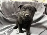 White, a male Belgian Malinois and German Shepherd Dog for sale in Florissant, CO – Photo 2 of 10
