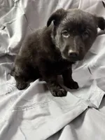 Yellow, a female Belgian Malinois and German Shepherd Dog for sale in Florissant, CO – Photo 3 of 10