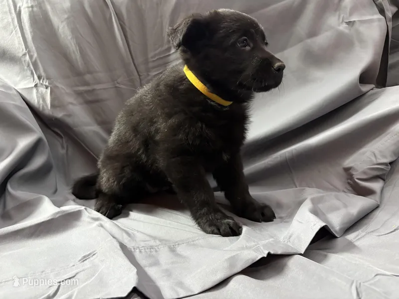 Yellow, a female Belgian Malinois and German Shepherd Dog for sale in Florissant, CO – Photo 1 of 10